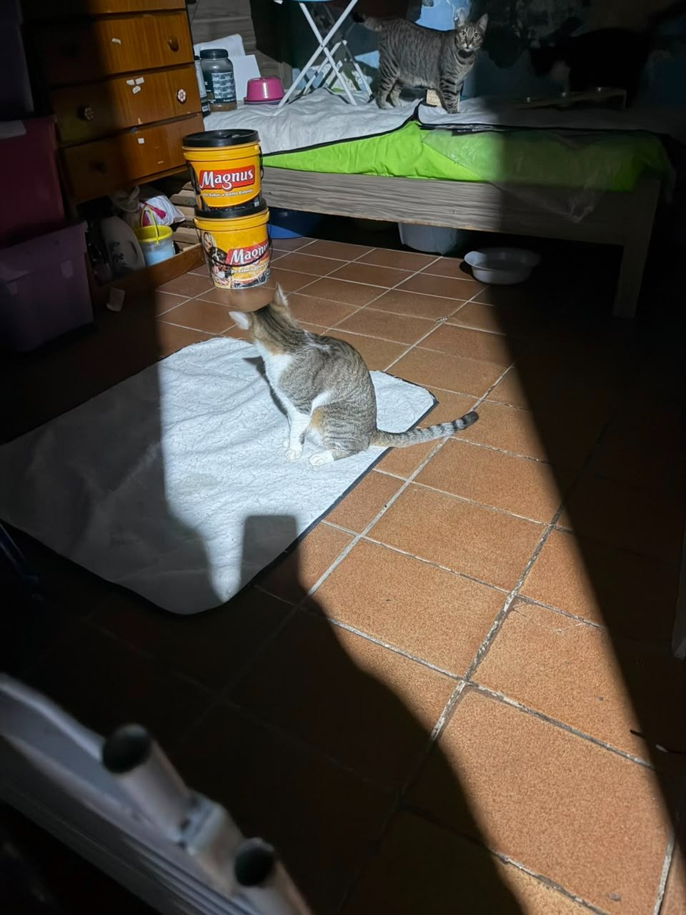 Luna, cadela para adoção